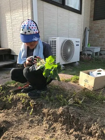 サツマイモの苗を植えました