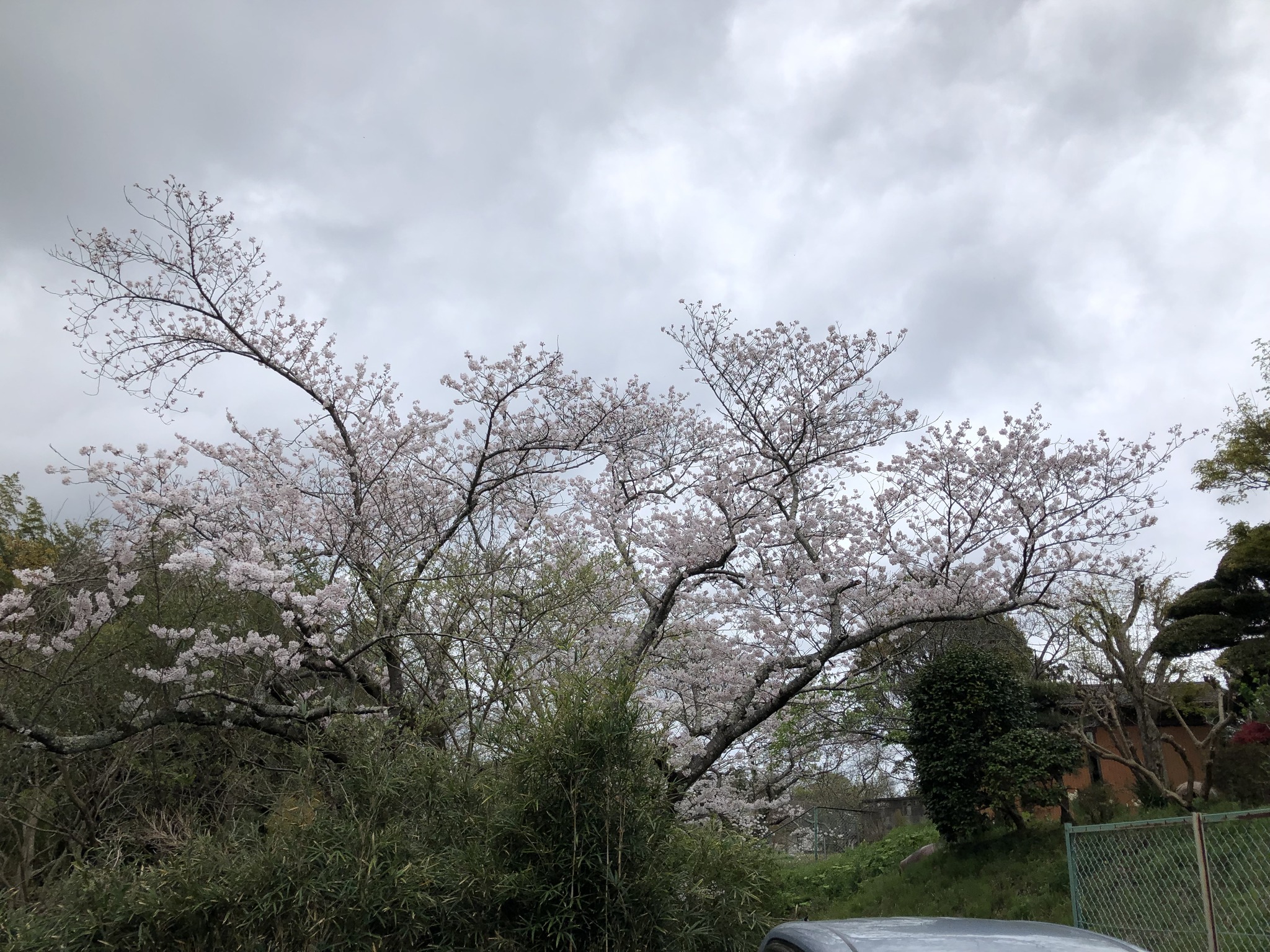 駐車場の桜が「満開」