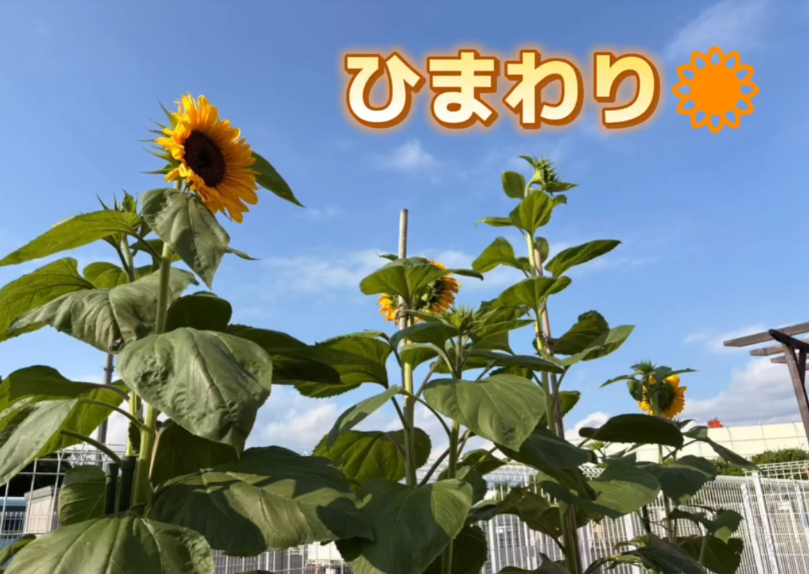 収穫出来ました